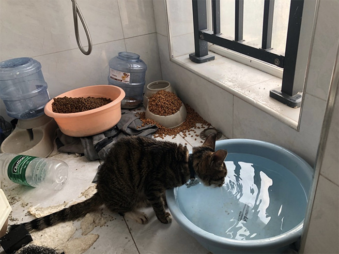 The rescuers are smashing down entrances and climbing through windows to reach the animals.