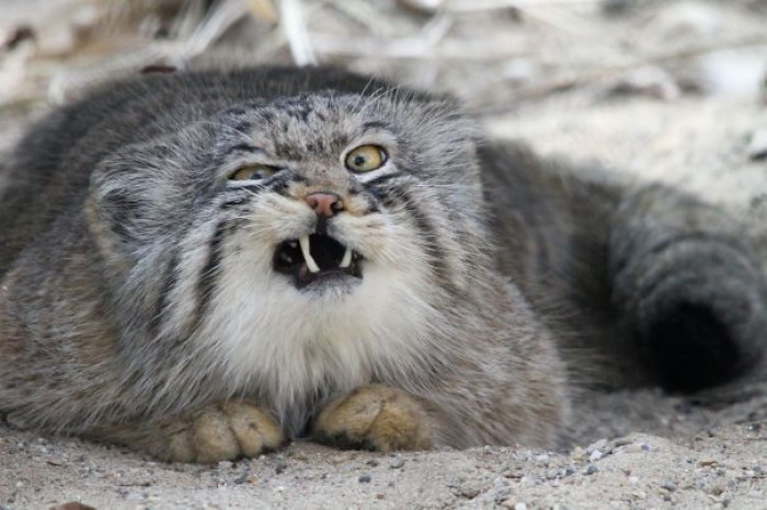 9. Pallas's cat caught mid-sneeze