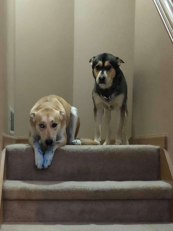 Blue-shaded dog stands near a doorway as pens remain missing