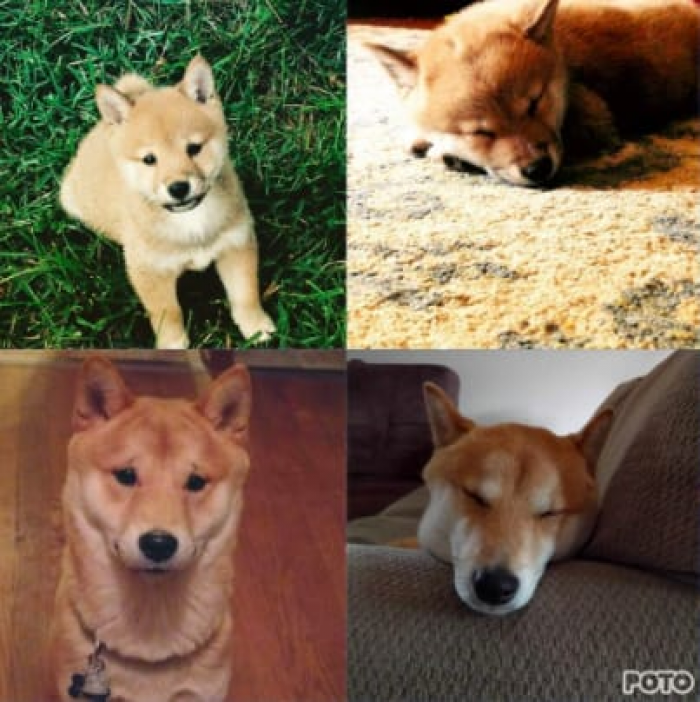 He looked like a little fox for a second <3