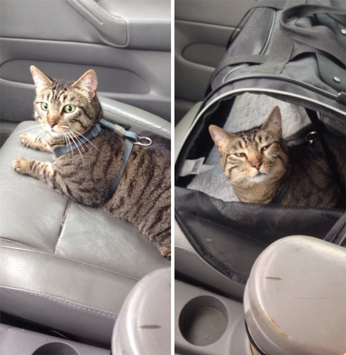 And the award for most dramatic before and after the vet performance goes to: Porkchop.