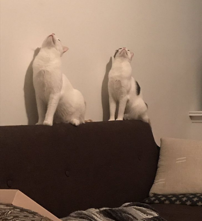 20. “My cats both staring at a totally blank ceiling for the last five minutes got me believing in ghosts.”