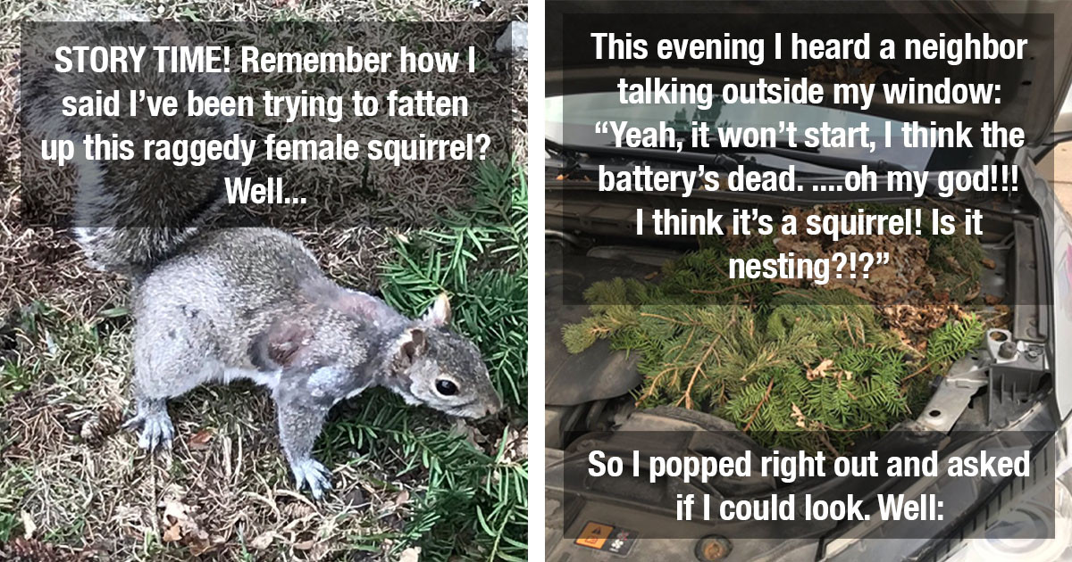 Woman Found A Nest With Cute Baby Squirrels Under The Hood Of Her Neighbor's Car