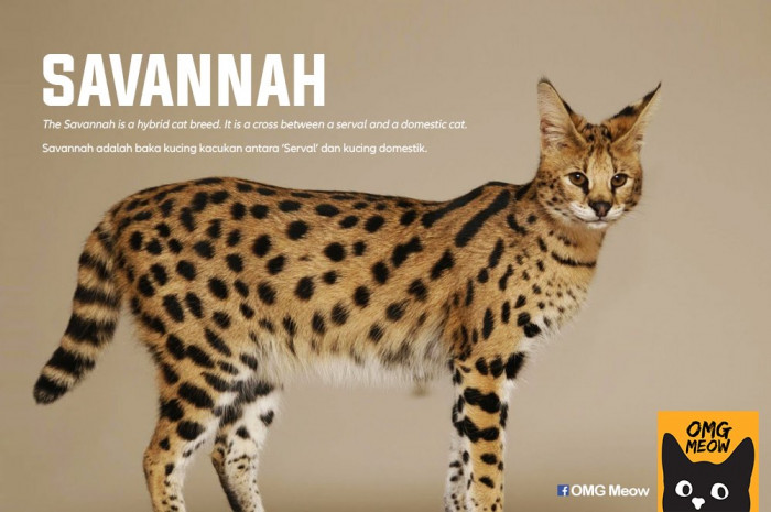 12. Savannah
