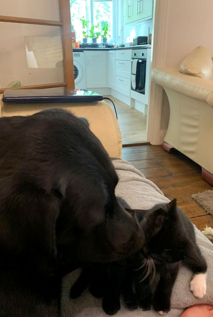 Bertie did an amazing job taking care of them