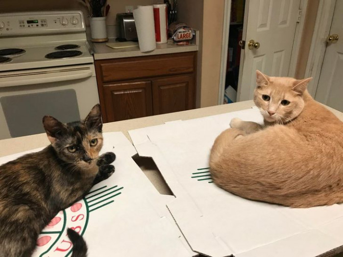 22. "No food for you."