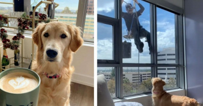 Friendly Dog Tries To Play With The Window Washer Behind The Glass