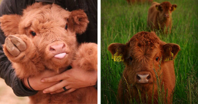 Baby Highland Cows Will Brighten Your Day and Distract You from the Chaos of the World