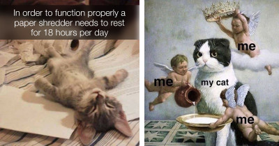 Purr-fectly Relatable Posts About Cats To Improve Your Mood Today