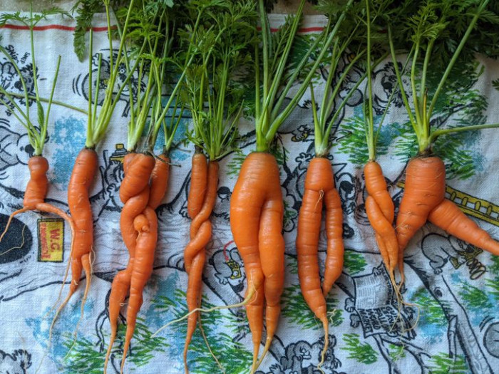 3. Those are some sexy carrots right there