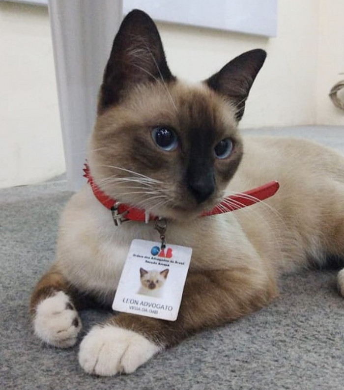 Leon even has his own ID card