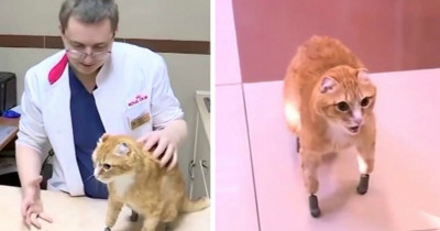 First Cat In The World Is Fitted With Four Bionic Paws