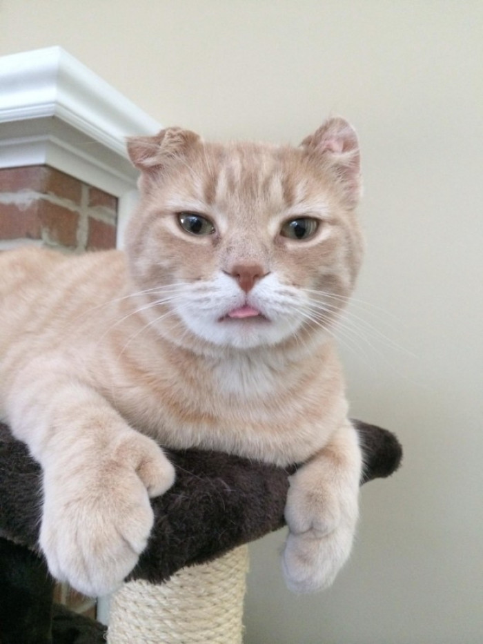 Cat with oversized paws and extra toes, posed like a superhero