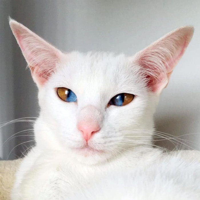 17. This pretty kitty has sectoral heterochromia.