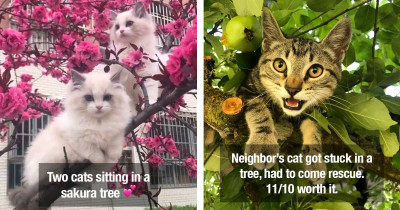 Photogenic Cats Love Hanging Out In Tree Tops