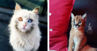 21 Of The Most Beautiful Cats In The World That Are Worth Melting For