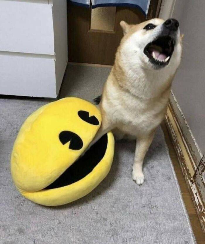 41. Shiba's under attack! Quick, call my lawyer!
