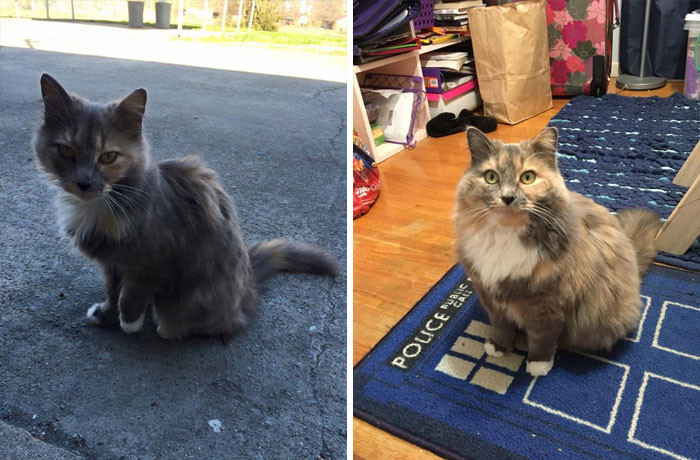 #9 It Only Took A Few Months For Amelia Pond To Go From “My House, Not My Cat” To “How’d You Get So Fat?!?”