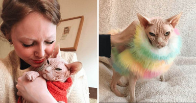 Loki the Grumpy Sphynx Cat Is Here, and People Are Saying He's the New Grumpy Cat