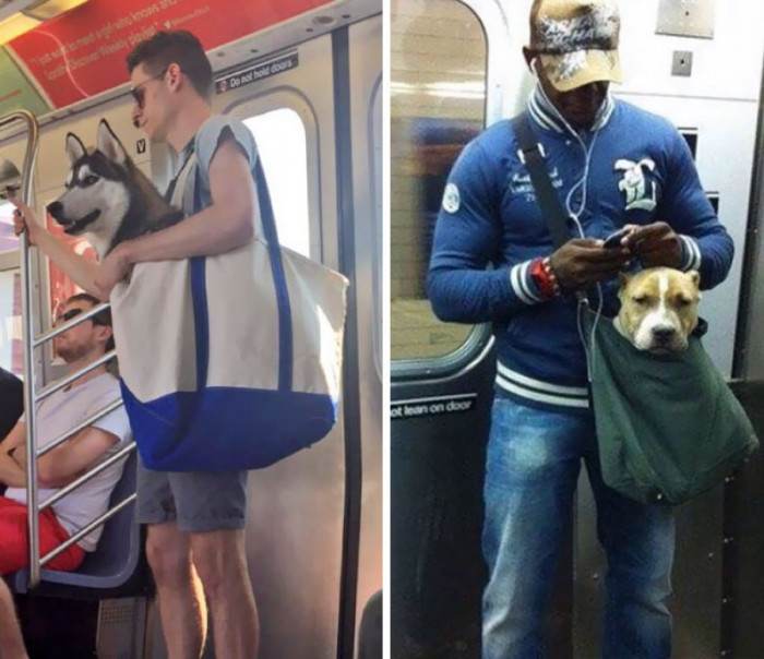 4. The law says that Canines are only allowed if they can fit in a small bag, so these guys had to improvise