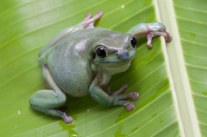 11. Australian tree frogs