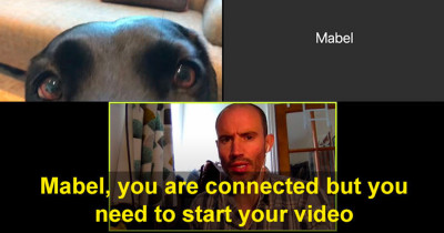 Delightful Dog Included In Video Calls When BBC Sport News Presenter Was Left With Nothing To Report