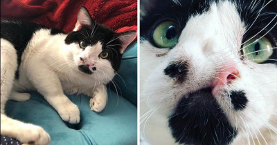 This Sweet Two-Nosed Kitty Is Looking for a Forever Home, but It Won't Be Long Before He Is Snatched Up