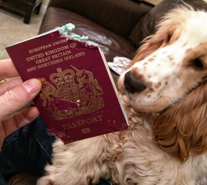 18. When the passport became a chew toy.