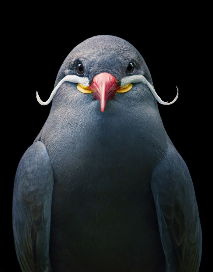 3. Inca Tern