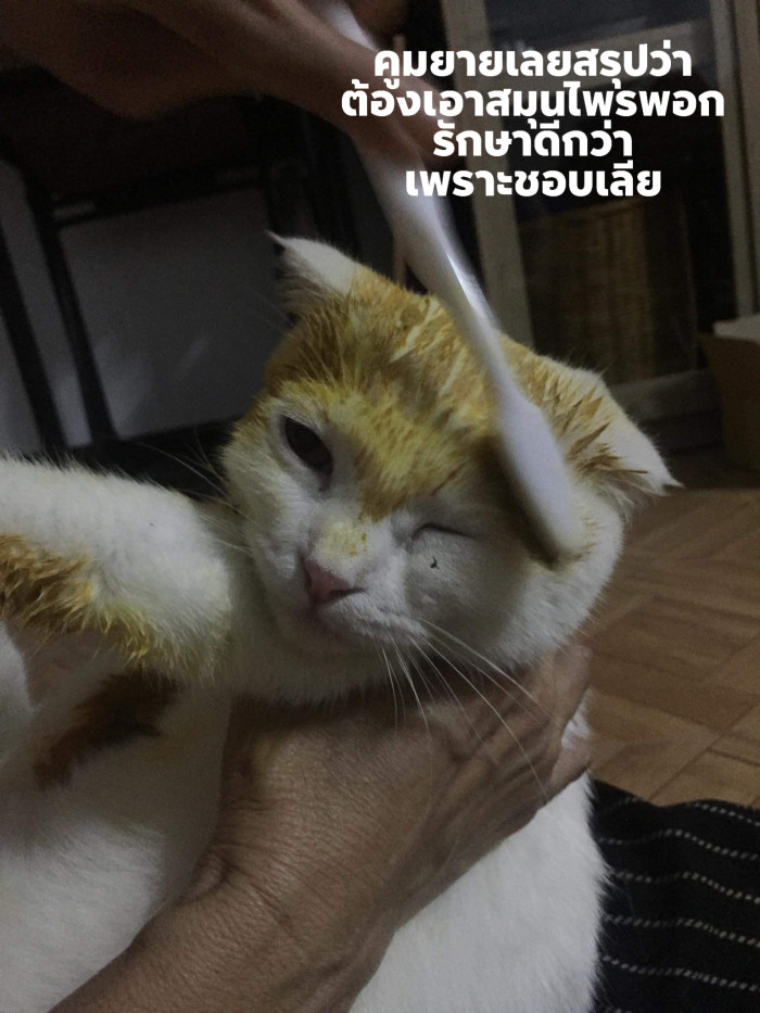 So her owner applied turmeric to cure it