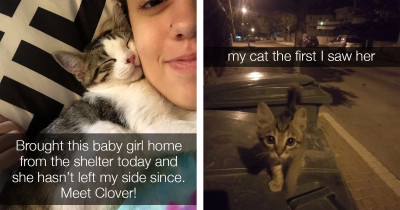 Hysterical Pictures of Cats Just Being Their Adorable Selves That Will Make Your Day So Much Better