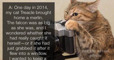Researchers Strapped Tiny Cameras To 16 Felines Then Allowed Them To Roam Freely. Here Are The Results