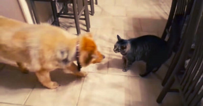 This Cat's Reunion With A Blind Dog After A Month Apart Will Melt Your Heart