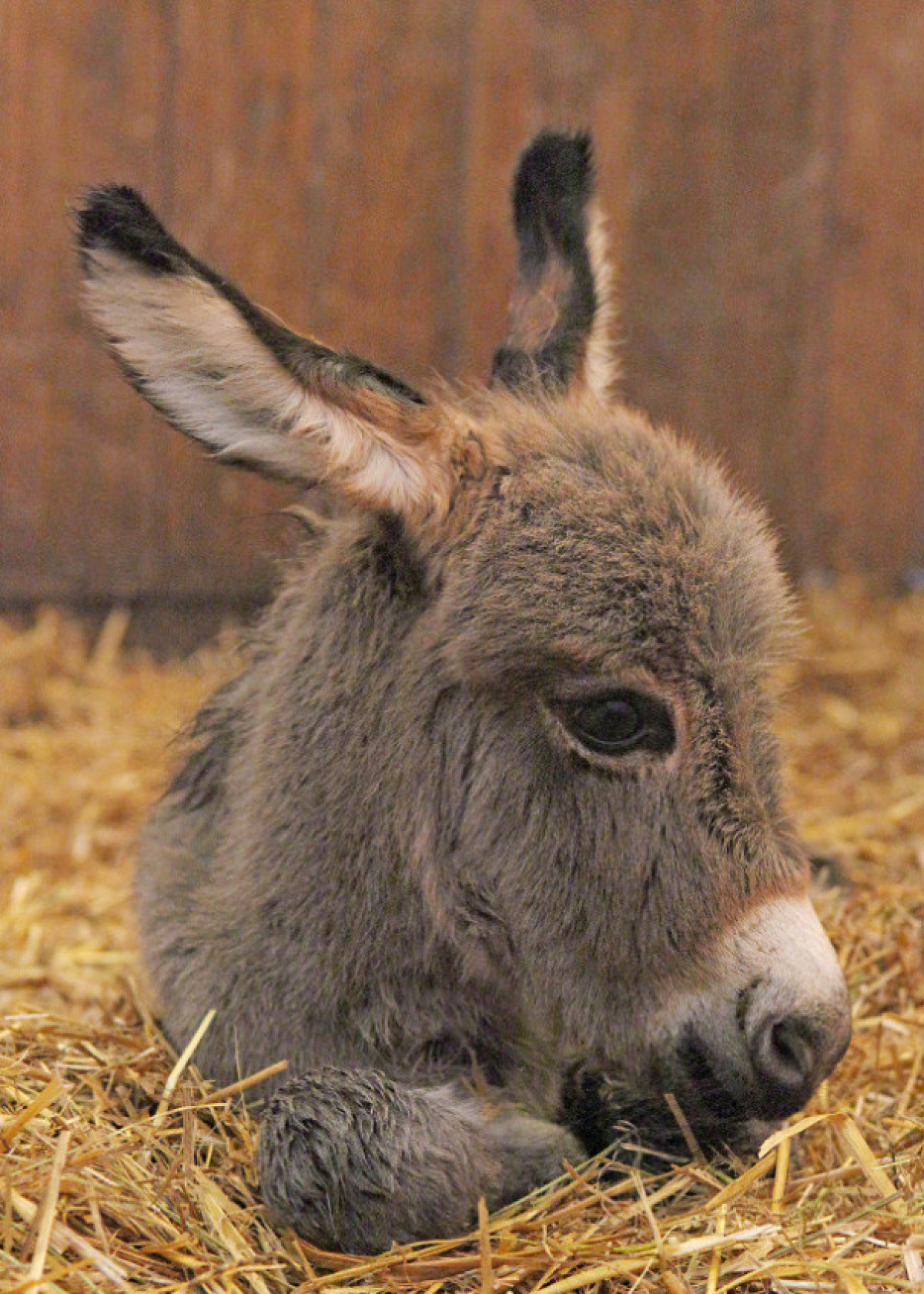 baby donkey smiling