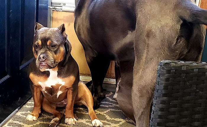 They're the best of fur-friends: