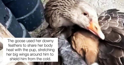 Abandoned Puppy Rescued by Real-Life "Mother Goose" and Its Life Was Changed Forever