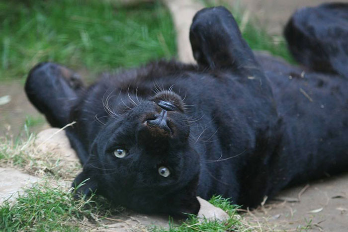 However, she got a little too close for comfort to the wild animal, and that's when the Jaguar decided to retaliate and grabbed the woman's arm with its claws.