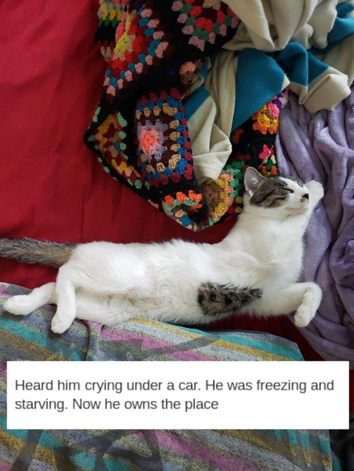 19. From poverty to purr-fection!