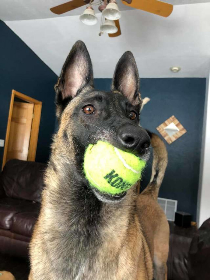 “Titus is the goofiest boy,” Clyde told The Dodo. “He loves to play 24/7. He’s also the smartest dog I’ve ever had.”
