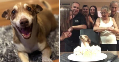 Family Throws Surprise 13th Birthday Party For Their Dog And He Can't Stop Smiling