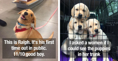 These Golden Retrievers Are Way Too Pure For This World, And We Definitely Don't Deserve Them