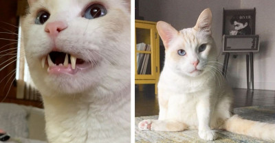 Tripod Cat Named Gimpy Survived Cancer And Now Entertains Devoted Fans