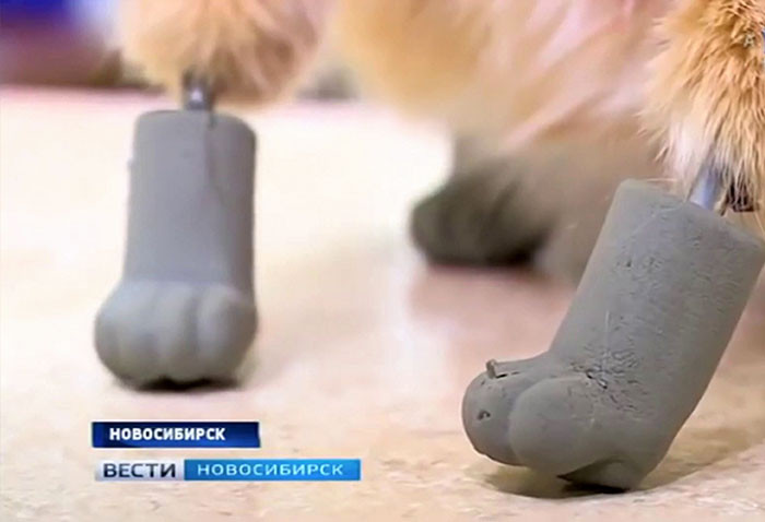 Ryzhik resting comfortably with prosthetic limbs, harness or support visible