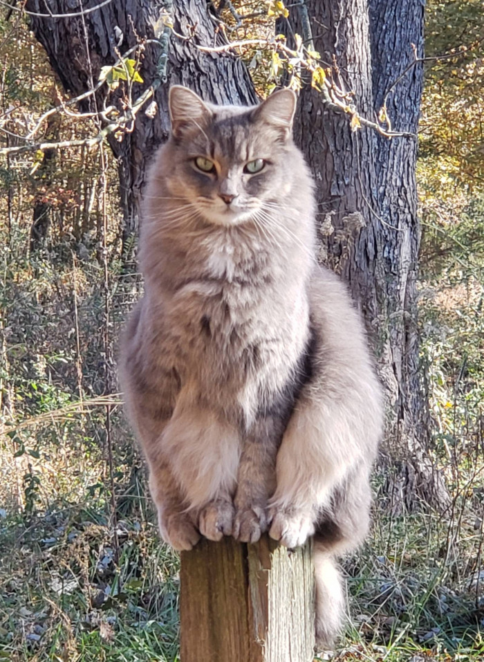 Meet "Mugsy, King of all he surveys."