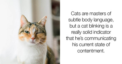 Unique Ways That Your Cat Communicates With You Might Delightfully Surprise You