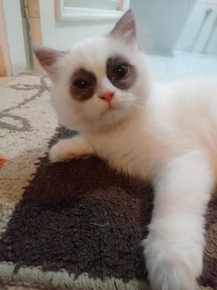 2. This cat is the definition of me. Literally.
