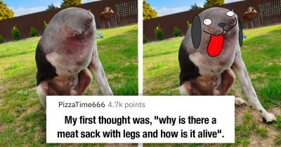 Confusing Dog Picture Inspires All Sorts Of Hilarious Theories