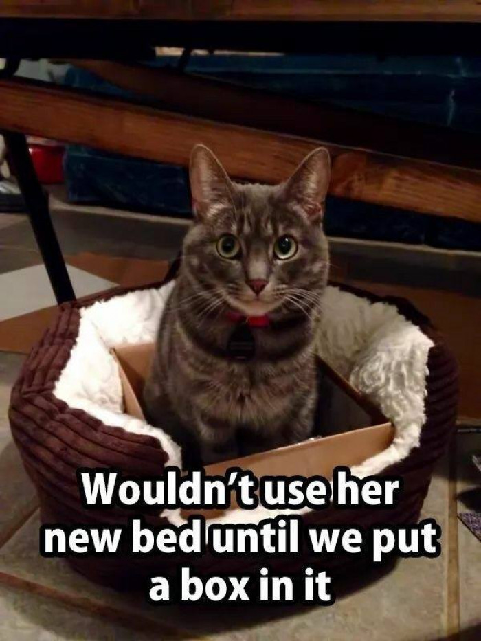 A genius solution to a fussy cat problem