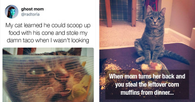 Pet-Thieves That Were Caught Mid Action While Attempting To Steal Their Humans' Food