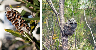 Woman Sees What She Thought Was A Happy Bird, Then Suddenly Realises It's Something Else